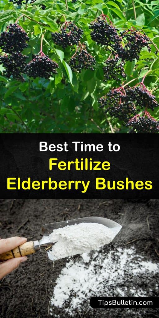 Find out when to fertilize elderberry plants to keep them healthy. Fertilize progressively more after the first year, and provide a balance of nitrogen, phosphorus, and potassium. Prune old canes in late winter, and protect the soil with mulch. #elderberry #plant #fertilizer