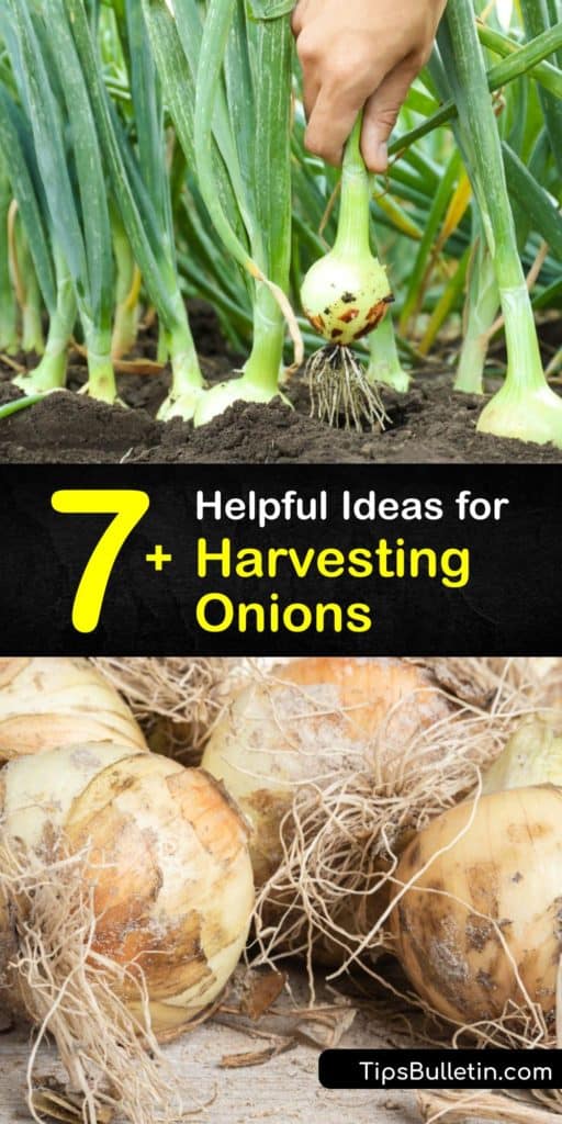 Expand your garden this growing season after learning more about planting bulb onions and onion sets in the early spring. Discover tips to grow onions, deter thrips, and check the outer skins and flower stalks for harvest before storing them in mesh bags. #when #harvest #onions