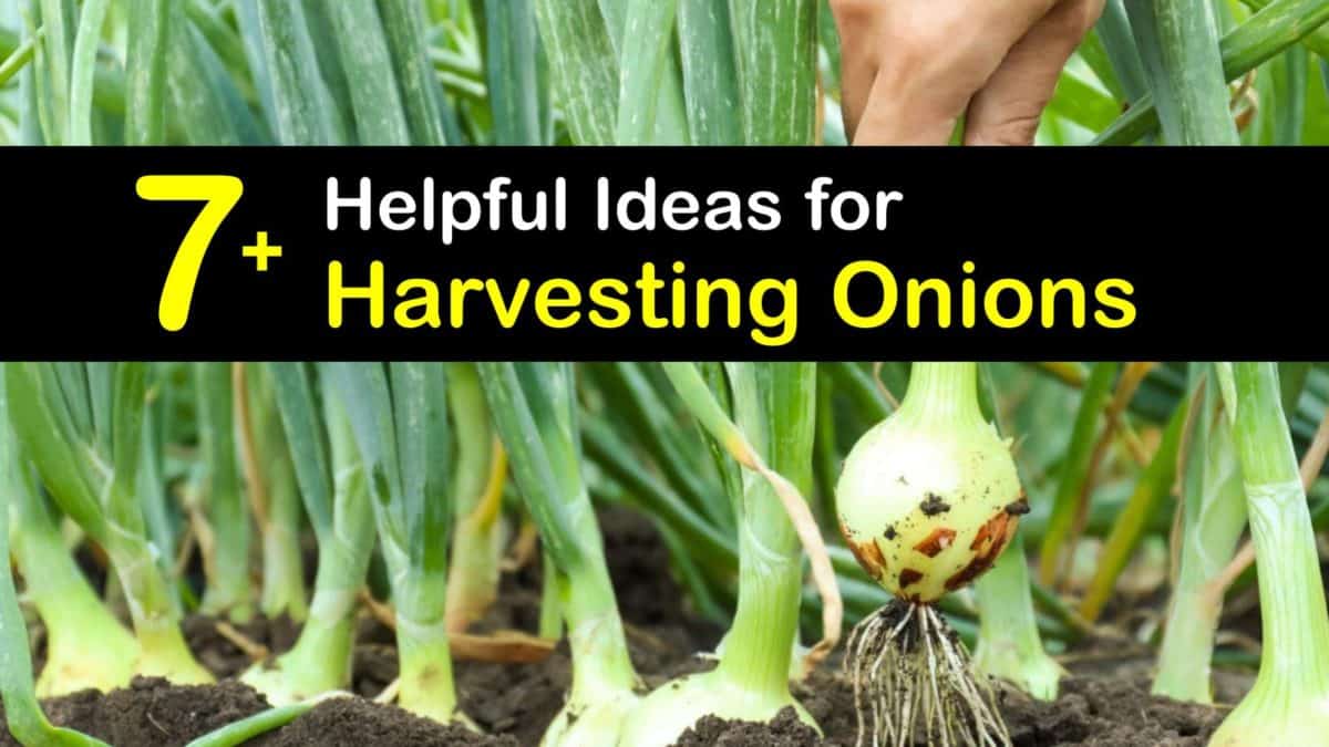 Onion Harvesting Guide How and When to PIck Onions