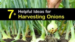 When to Harvest Onions titleimg1