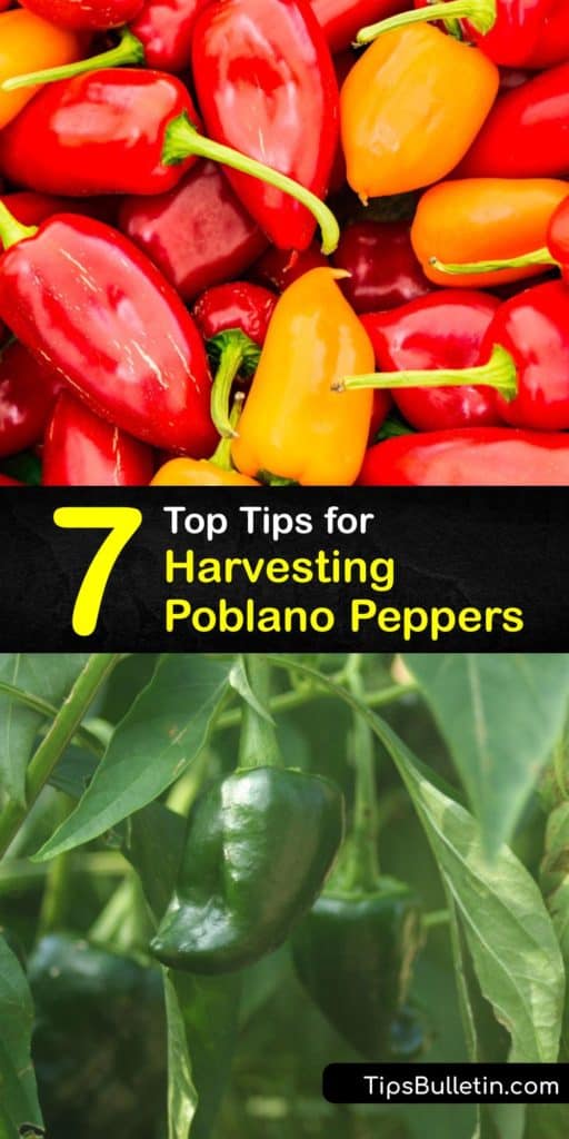 Discover how to grow and when to harvest poblano peppers at the end of the season and use them to make Chile Rellenos and other recipes. Poblanos are a chili pepper with a flavor similar to banana pepper and the size of bell pepper. #harvest #poblano #peppers