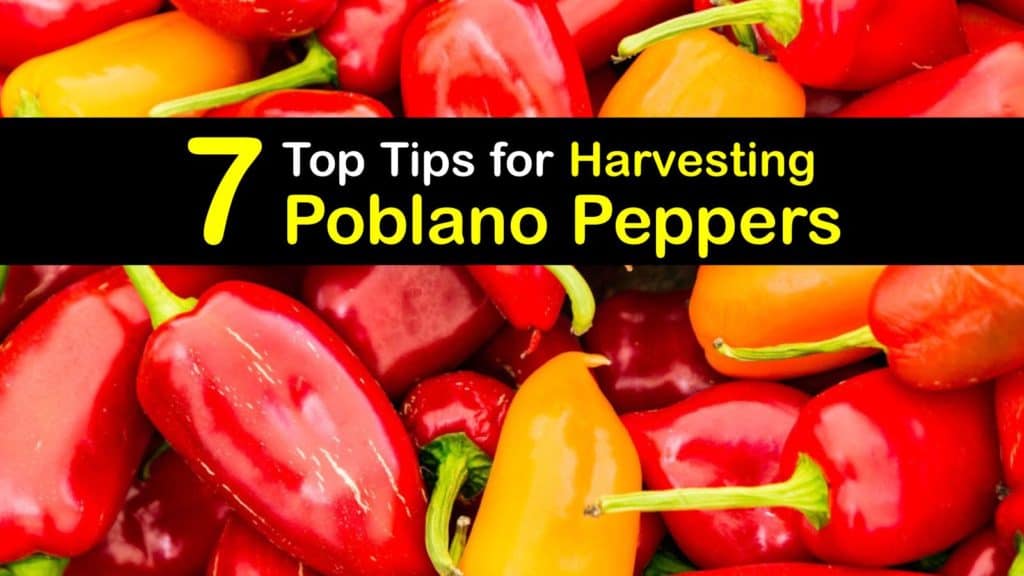 7 Top Tips for Harvesting Poblano Peppers
