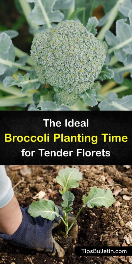 Get your broccoli pants off to the best start possible by learning when to plant a brassica in cool weather while still in the full sun. These growing tips are essential for a strong central head that is resistant to aphids, cabbage worms, and cabbage loopers. #when #plant #broccoli