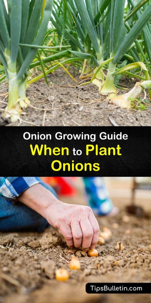 Learn when to plant onions based on your hardiness zone for a healthy harvest at the end of the growing season. There are many types of long-day and short-day onions, and planting onions in the early spring or fall keeps your kitchen well-stocked. #when #planting #onions #growing