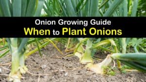 When to Plant Onions titleimg1