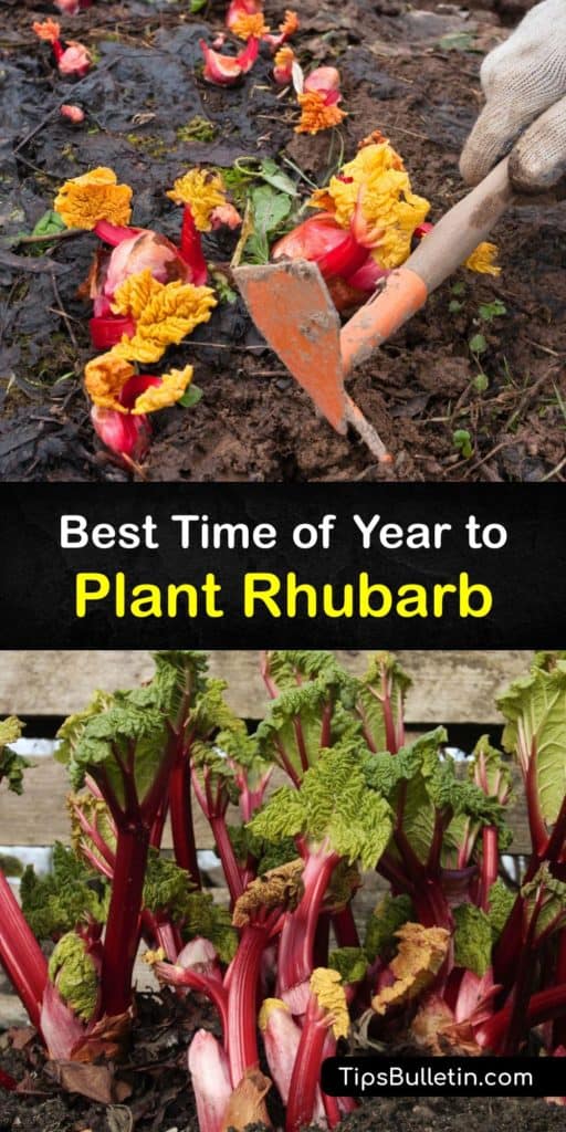 Learn all the essentials for growing rhubarb. Plant during their dormancy period in spring or fall, and don’t harvest the first year. Rhubarb grows best with full sun and soil rich in organic matter. Grow reliable varieties like Canada Red or Victoria. #planting #rhubarb #time