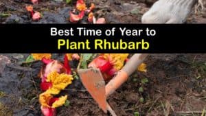 When to Plant Rhubarb titleimg1