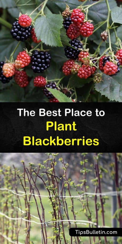 Find out where blackberry plants grow best. Plant them in full sun and use mulch to insulate the soil and retain water. New canes, or primocanes, don’t bear fruit. Prune second year floricanes to the ground in the fall after they finish fruiting. #planting #blackberry #bush