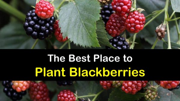 Blackberry Planting - Prime Locations