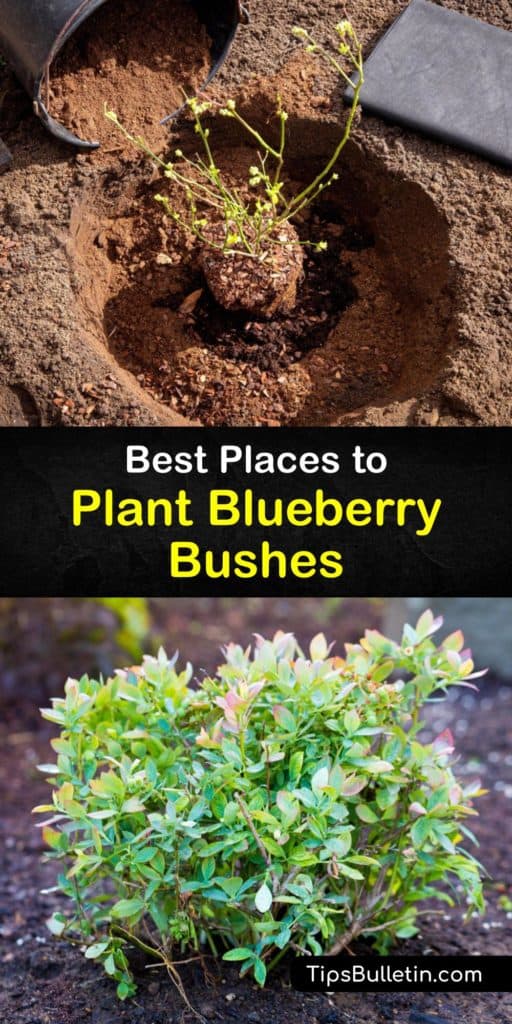 Learn how to grow blueberry shrubs in a home garden. Growing blueberries is easy as long as you plant them in the proper soil pH with organic matter and grow them in full sun. Planting more than one type encourages cross-pollination for bigger berries. #where #planting #blueberries #growing