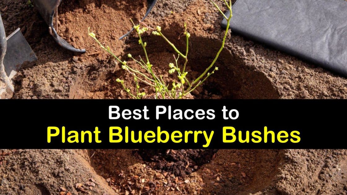 Where to Grow Blueberries Best Blueberry Plant Locations