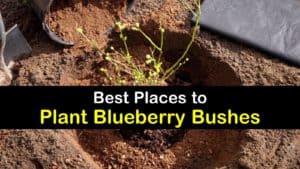 Where to Plant Blueberries titleimg1