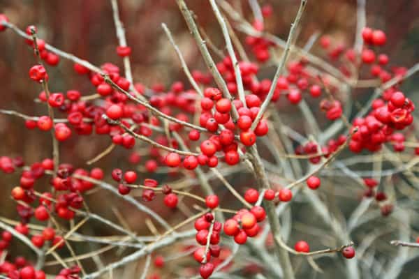 Birds like the brightly-colored winterberry.