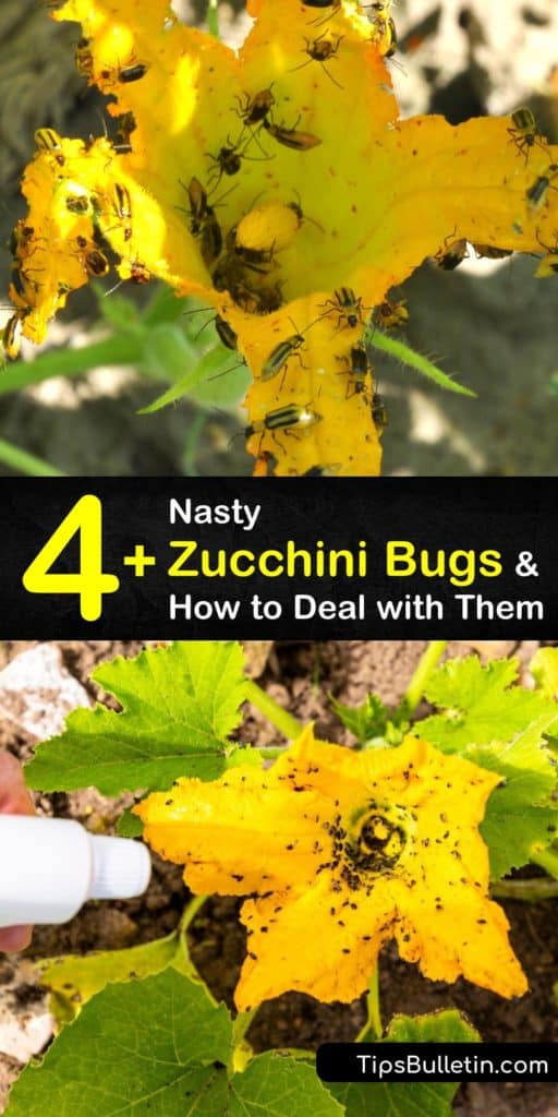 Find out how to control zucchini pests like aphids, squash bugs, and cucumber beetles. Protect your squash plants with row covers and remove weeds in the fall so bugs don’t overwinter. Spray with soapy water to avoid killing bees with pesticides. #zucchini #bugs #pests