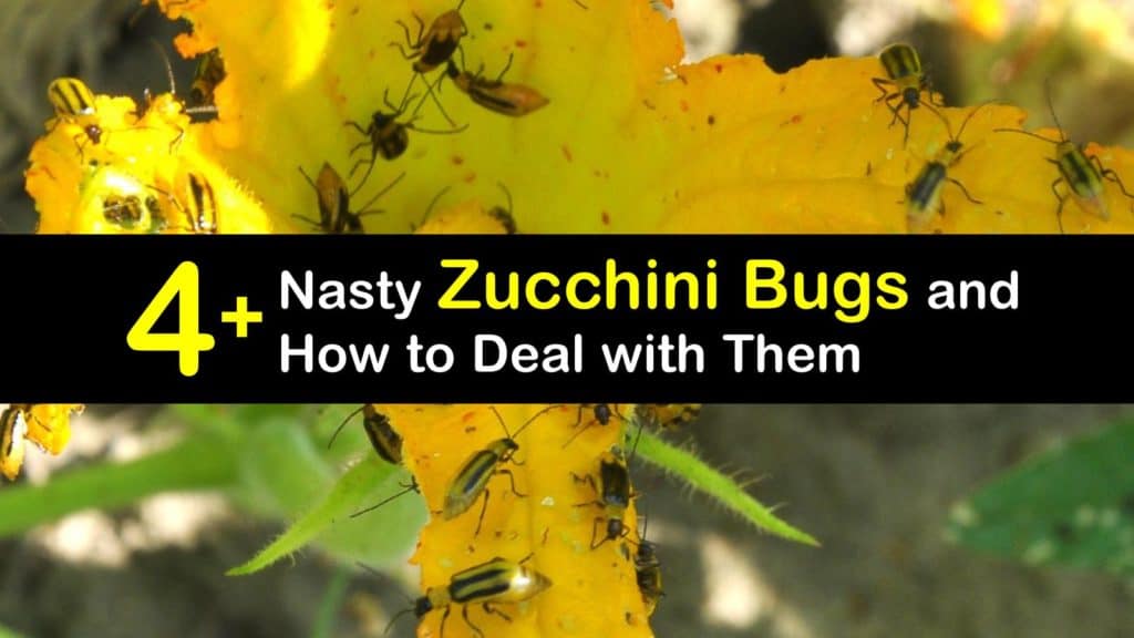 Zucchini Bugs titleimg1
