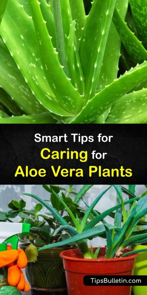 Find out all you need to know about caring for an aloe plant, from repotting to propagation. Prevent root rot by not overwatering. Direct sunlight in a south-facing window may cause sunburn at high elevations. Use sandy potting soil and a pot with drainage holes. #aloevera #care #plants