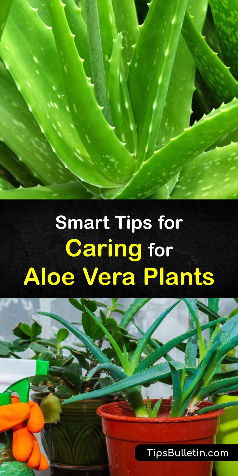Caring for Aloe Vera Plants Aloe Vera Maintenance