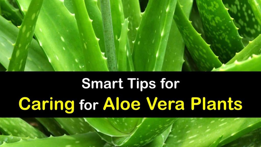 Aloe Vera Plant Care titleimg1
