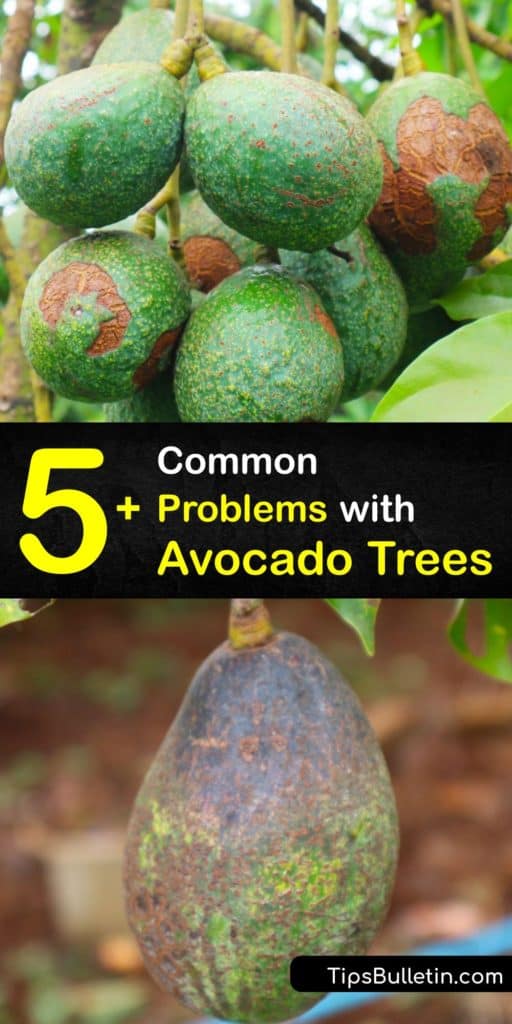 Discover common problems affecting your avocado plant and how to resolve them. Learn about cankers, infestation, brown spots, and pathogens affecting your avocado plant as well as the problem with overwatering. #avocado #plant #disease