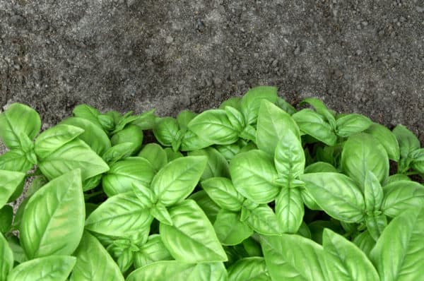 Basil is a warm-weather herb suitable for a pot or the garden.