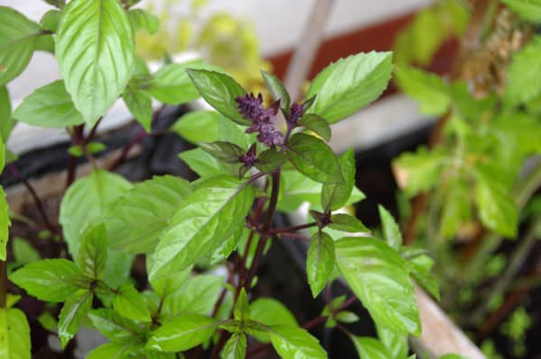 Basil is an herb that is easy to grow at home.