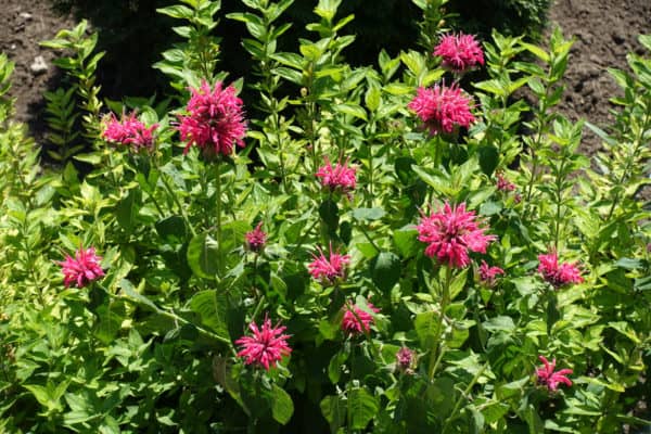 Attract bees and butterflies with bee balm.