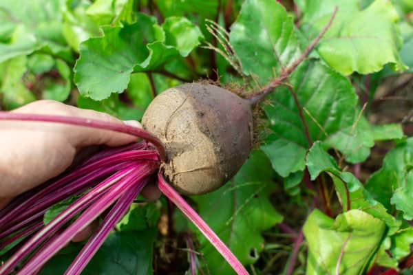 Plant beet seeds in June if you live in a cooler climate.