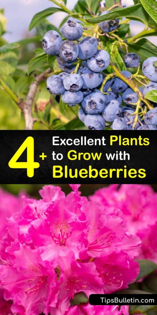 Learn about companion planting with blueberries. Azaleas and rhododendrons are excellent because they also need acidic soil, grow in full sun to part shade, and shade the blueberry roots. Their blooms attract pollinators. Use thyme as ground cover. #blueberry #companion #plants