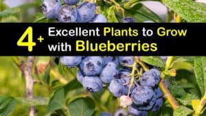 Blueberry Companion Plants titleimg1
