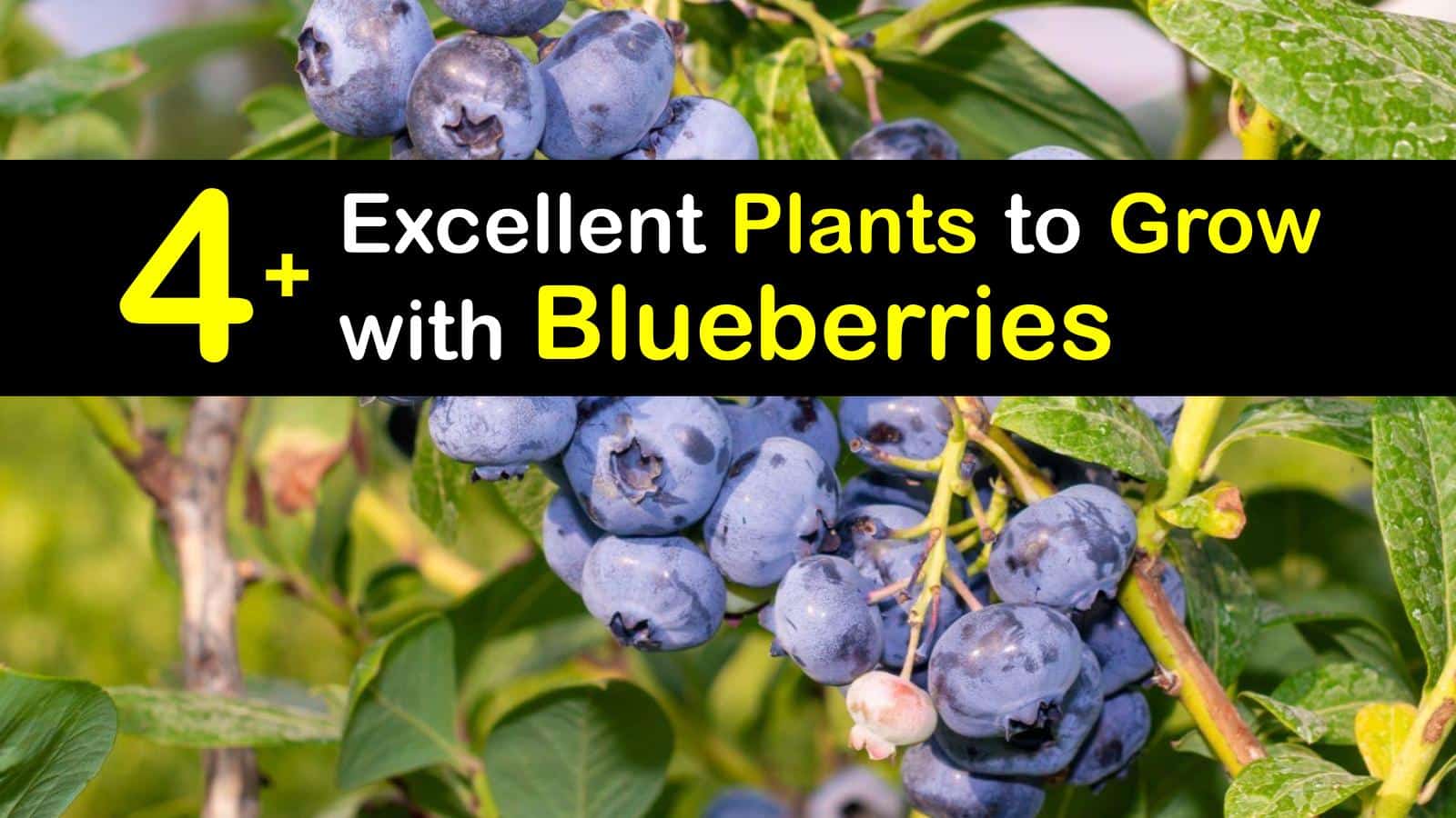 Companion Planting Blueberry Bushes What Grows Well with