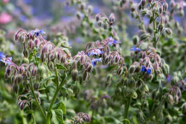 Grow borage next to arugula to take advantage of mutually beneficial properties.