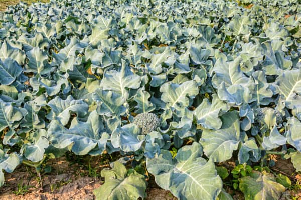 Broccoli makes a great companion for watermelon plants.