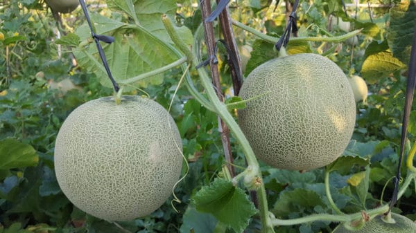 Cantaloupe is easy to grow if it has the proper support.