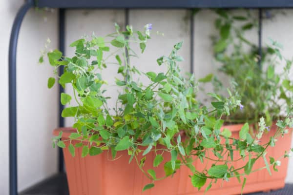 Catnip is an easy-growing herb.