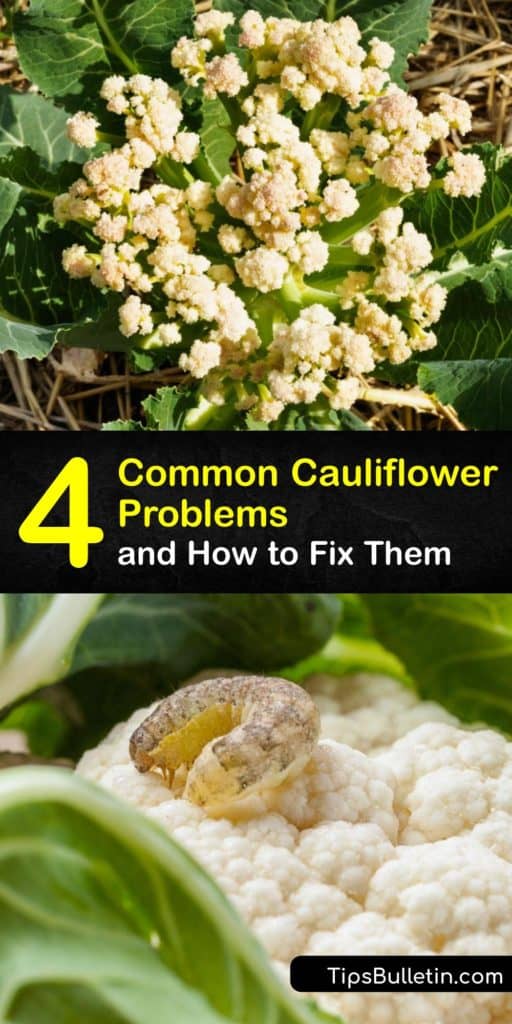 Find out how to solve common cauliflower problems. Treat Alternaria leaf spot with copper fungicide. Black rot and black leg come from a bacterial pathogen and cause dark, watery lesions. Clubroot also affects other Brassicas like Brussels sprouts and turnip. #cauliflower #plant #disease