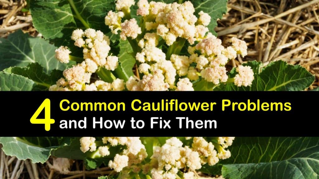Cauliflower Disease titleimg1
