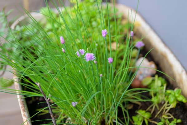 Growing chives is easy, both indoors and out.