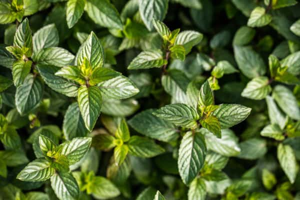 Chocolate mint is an herb that smells heavenly.