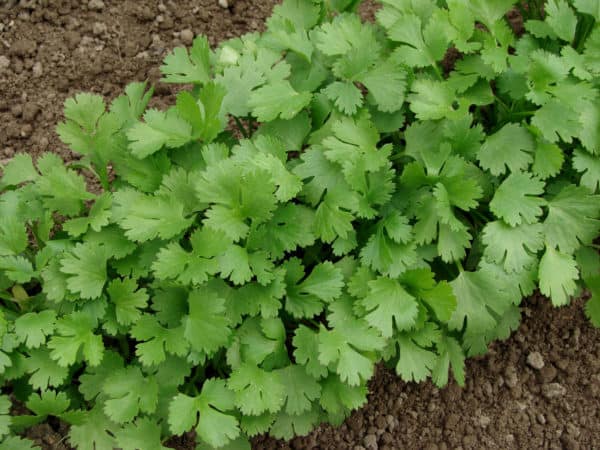 Grow cilantro in the garden for its leaves and its seeds.