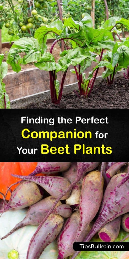 Find out which companion plants create magic in the garden when planted next to beets. Plant species like chives, leeks, borage, kohlrabi, turnips, bush beans, and brussels sprouts are the key to eliminating aphids and other vegetable crop pests. #companion #planting #beets