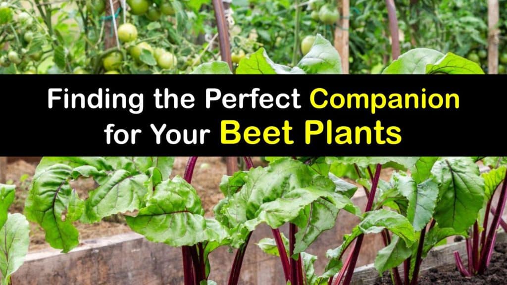 Companion Planting Beets titleimg1