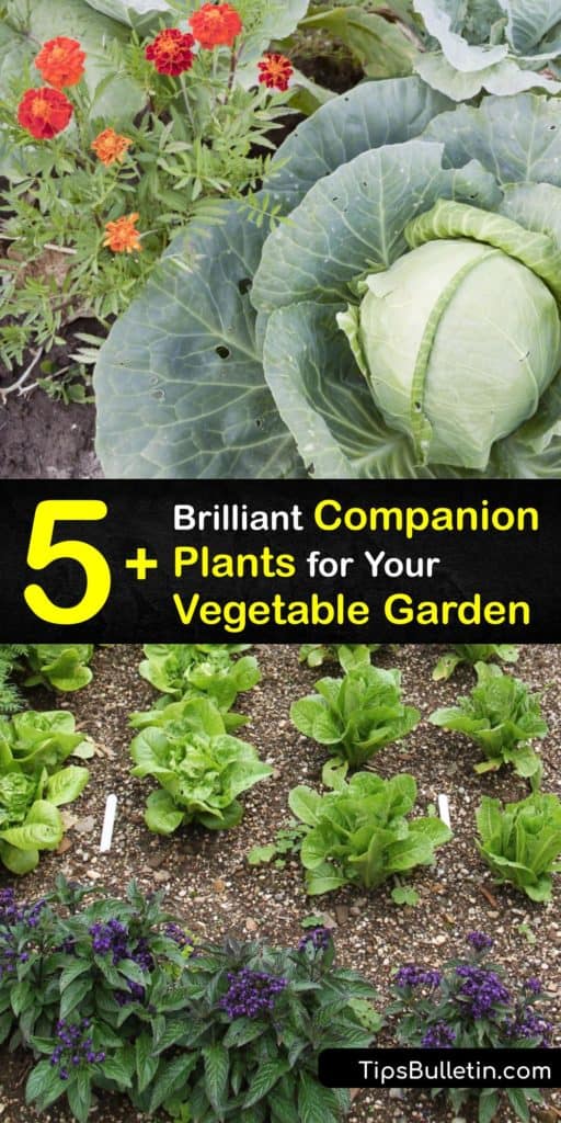 Discover the benefits of planting companion plants like marigolds, nasturtiums, borage, and pole beans next to your favorite crops. Read about which plants to stay away from, like fennel, for the overall benefit of your garden. #companion #planting #vegetables #garden