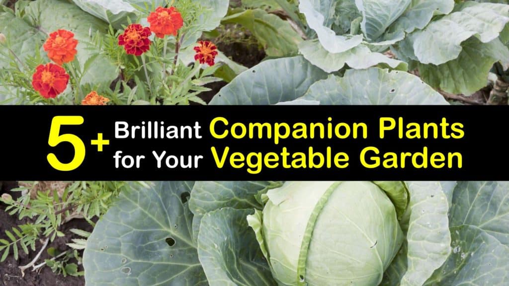 Companion Planting Vegetables titleimg1