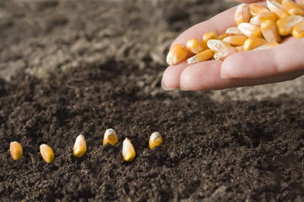 Planting corn in May leads to a late summer crop.