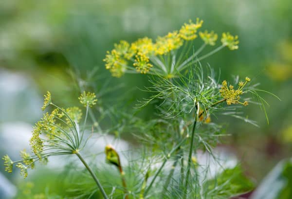 Dill is a great partner for radishes.