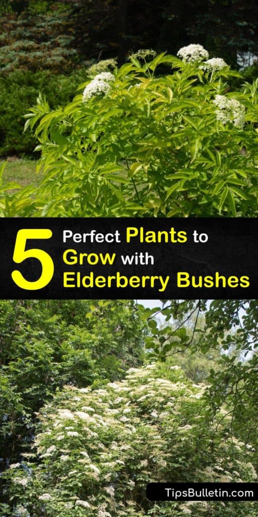 Learn about planting elderberry plants like Sambucus nigra in early spring with fruit trees and other companion plants. Read about other elderberry cultivars and how companion planting will benefit your garden. #elderberry #companion #plants