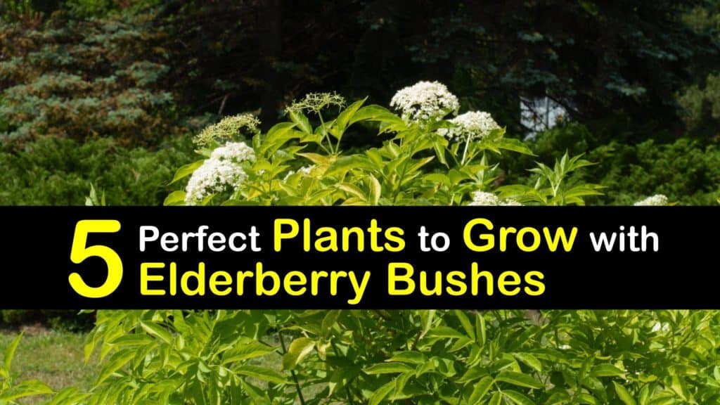 Image of Winterberries and elderberry companion plants