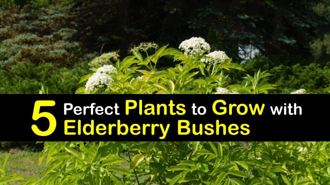 Image of Bee balm and black lace elderberry companion plants