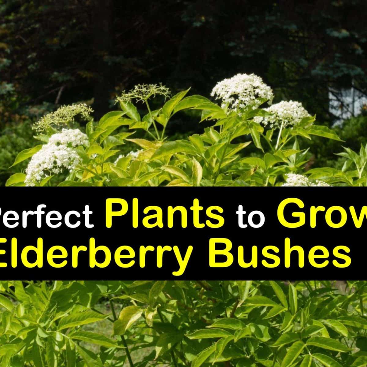Image of Gooseberries and elderberry companion plants