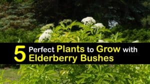 Elderberry Companion Plants titleimg1